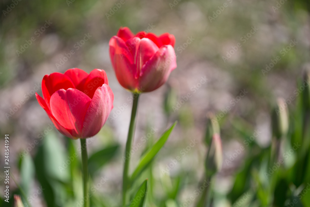 Two red tulips in the park in spring in sunny day Two red tulips in the park in spring in sunny day