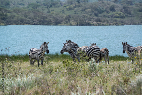 African zebras grazing in grasslands near lake outside Arusha, Tanzania, Africa