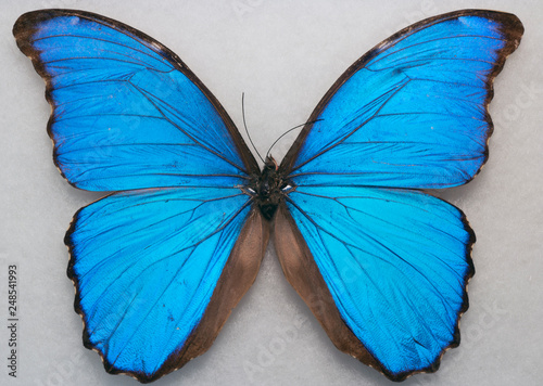 Canvas Print Menelaus blue morpho - Morpho menelaus - macro butterfly 2