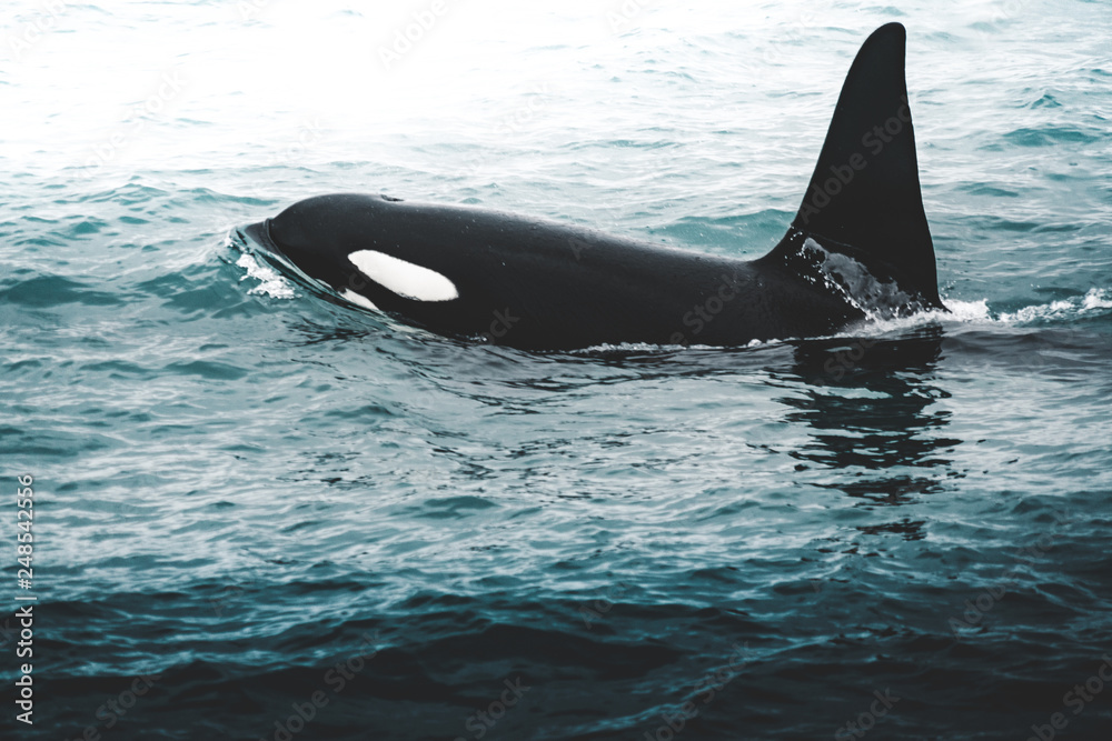 Obraz premium Orca Killer whale near the Iceland mountain coast during winter. Orcinus orca in the water habitat, wildlife scene from nature. Whales in beautiful landscape, snow on the hills.
