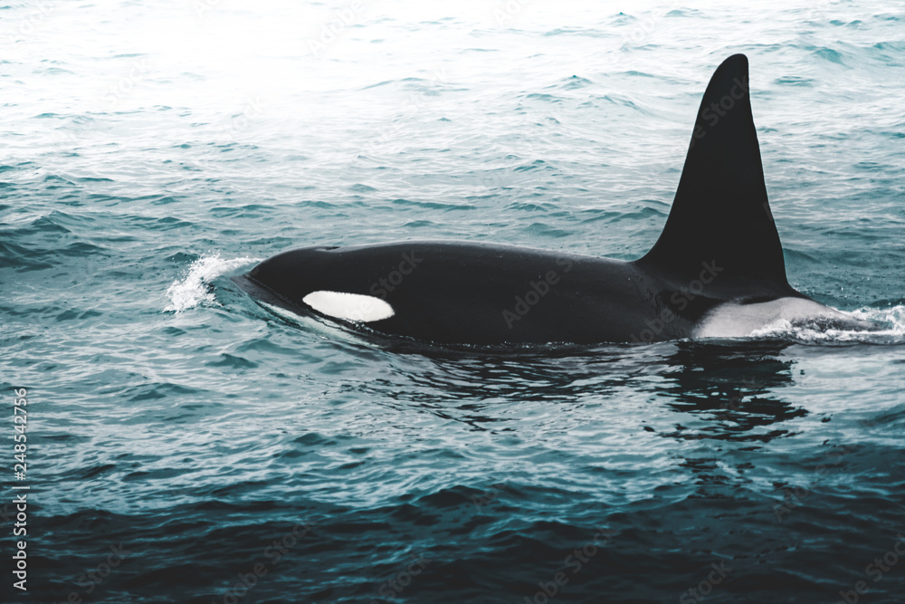 Obraz premium Orca Killer whale near the Iceland mountain coast during winter. Orcinus orca in the water habitat, wildlife scene from nature. Whales in beautiful landscape, snow on the hills.