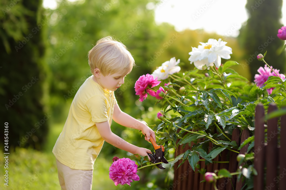 Cute little boy working with secateur in domestic garden. Cute little boy working with secateur in domestic garden.