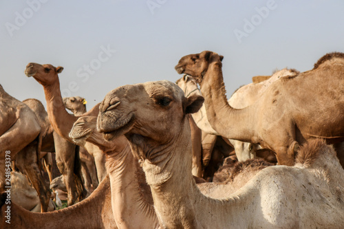 camel in desert (ID: 248543378)