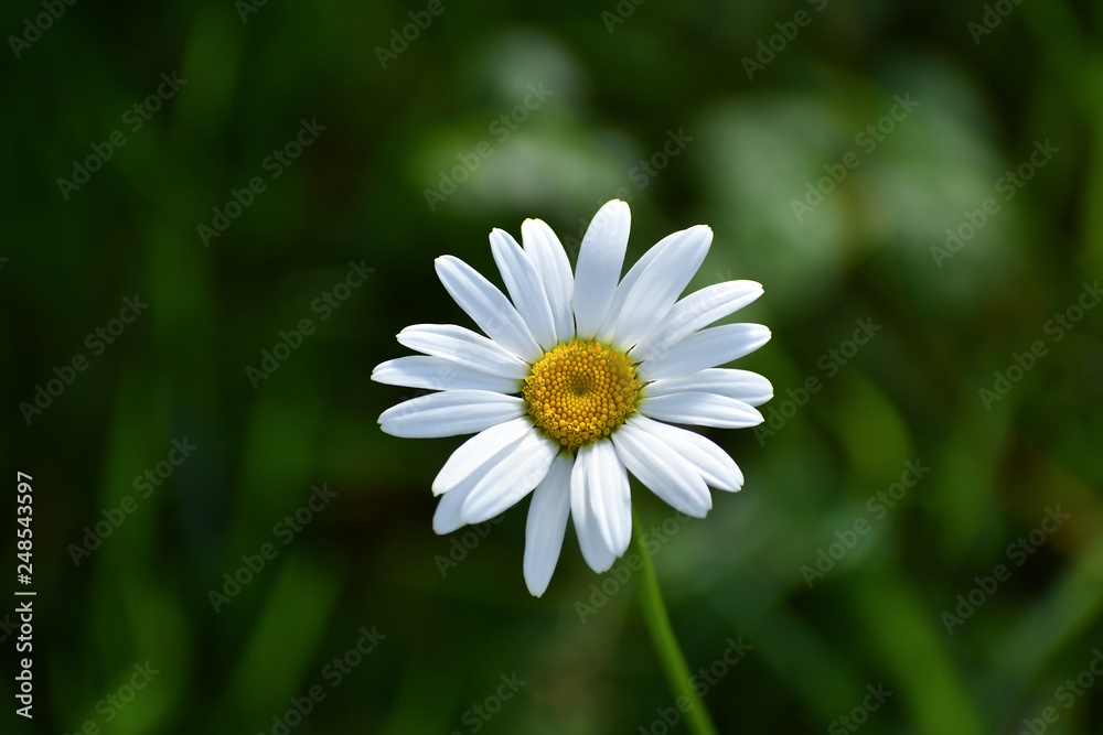 Spring white daisy flower in a good mood Spring white daisy flower in a good mood