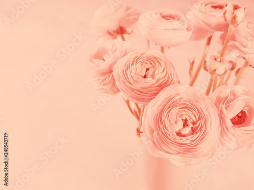Beautiful pink ranunculus closeup. Living coral