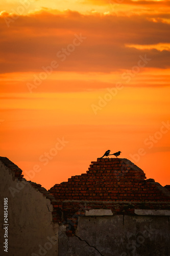 Two Birds Sitting on Rubble Wall Sunset Sky Orange Red Afternoon Quiet Construction Site