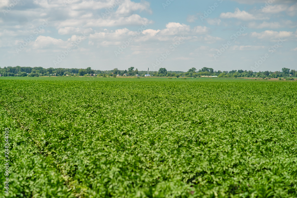 potato field rows with green bushes, close up.