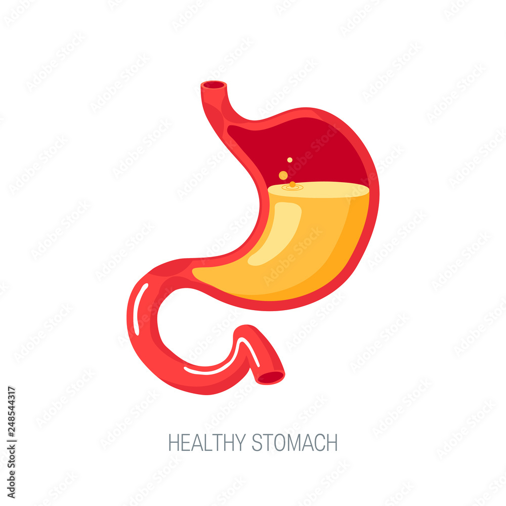 Human stomach in flat style, vector icon Human stomach in flat style, vector icon