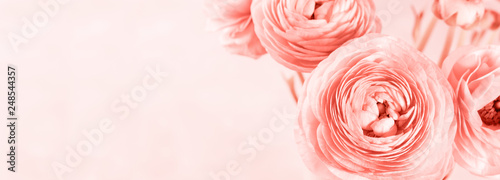 Fotografie, Obraz Beautiful pink ranunculus closeup. Living coral