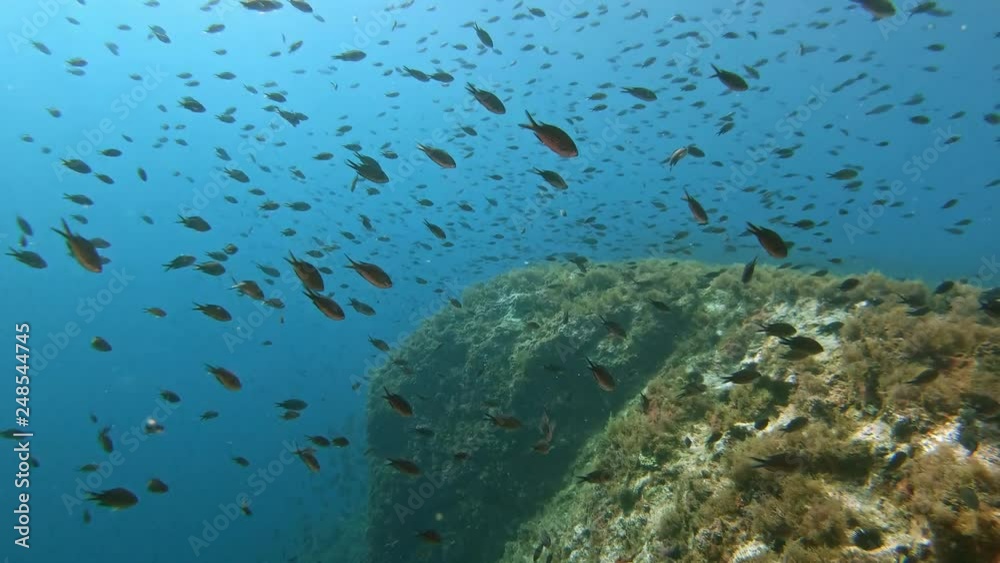 Marine life - Damselfishes shoal  - Suba diving in Majorca Spain