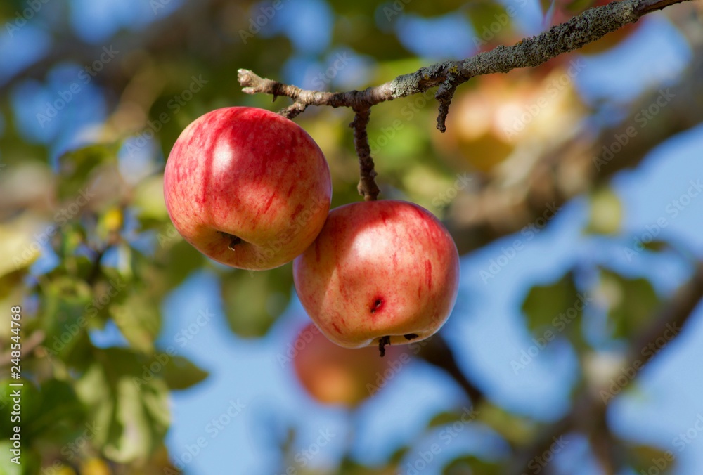 red apples on tree red apples on tree