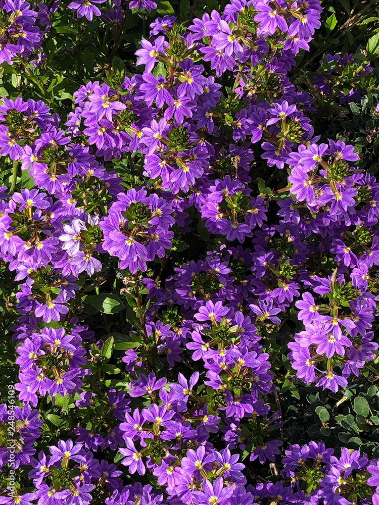 Fototapeta premium Close-up of a small purple flowers