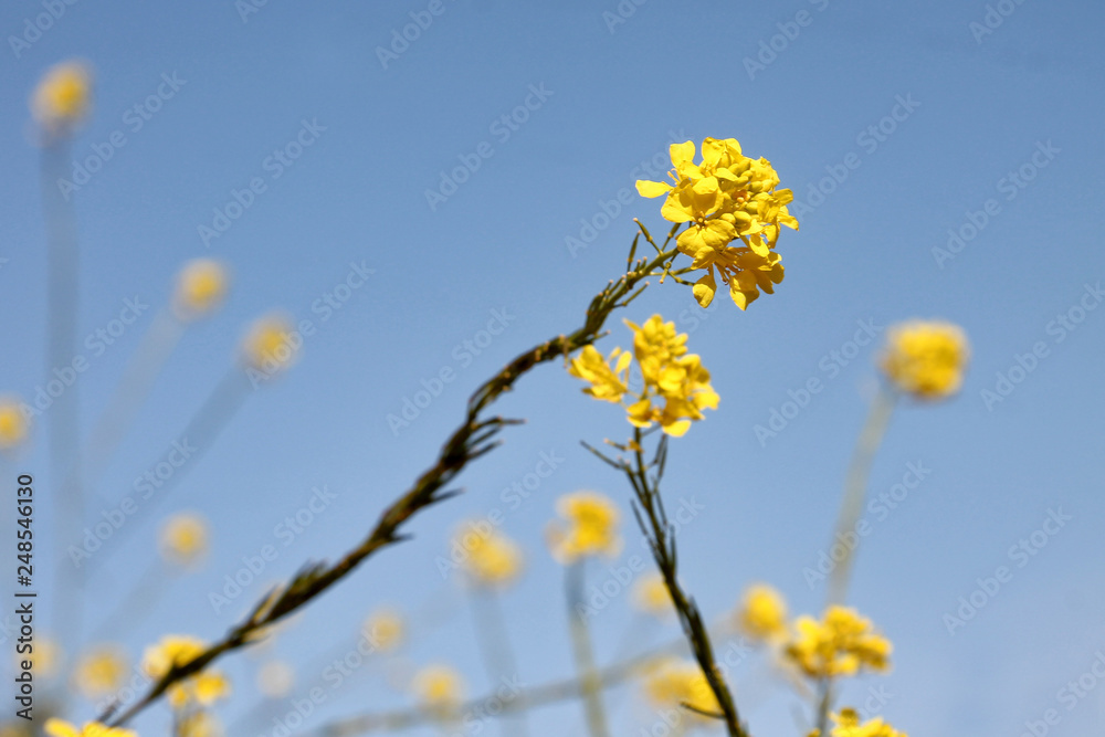 delicate yellow flowers in detail on a blue sky delicate yellow flowers in detail on a blue sky