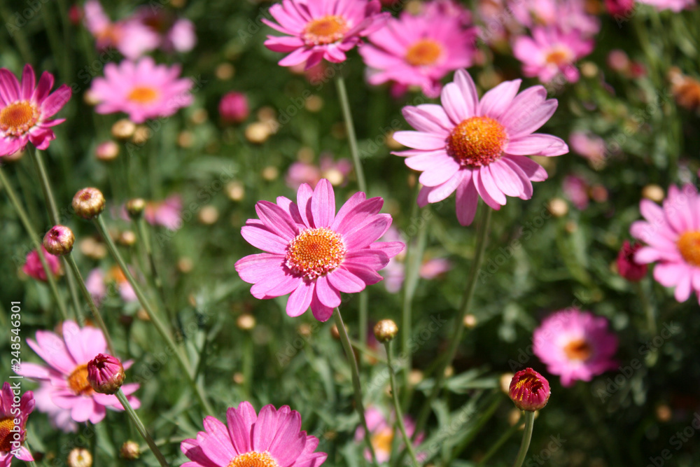 Pink wildflower daisies in a garden or field Pink wildflower daisies in a garden or field