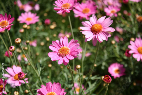 Pink wildflower daisies in a garden or field