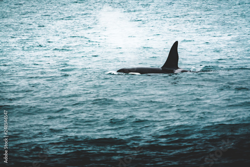 Orca Killer whale near the Iceland mountain coast during winter. Orcinus orca in the water habitat  wildlife scene from nature. Whales in beautiful landscape  snow on the hills.