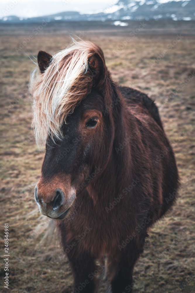 Fototapeta premium Icelandic horses. The Icelandic horse is a breed of horse developed in Iceland. Although the horses are small, at times pony-sized, most registries for the Icelandic refer to it as a horse.