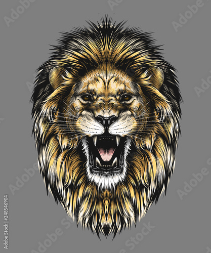 Hand drawn sketch of lion head in color isolated on gray background. Detailed vintage style drawing. Vector illustration for posters and print