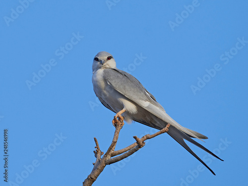 African swallow-tailed kite (Chelictinia riocourii)