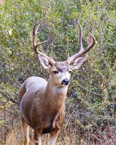 Deer at King Gillette Ranch