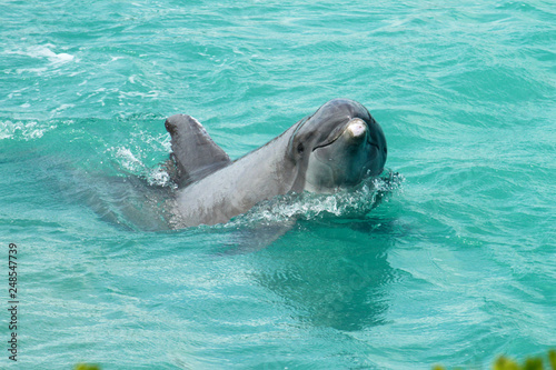 Dolphin saying, "Look at me, look at me!" 