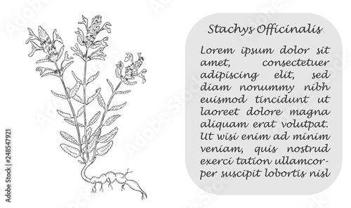 Banner with Dark Bush of Betony and Place for Text photo