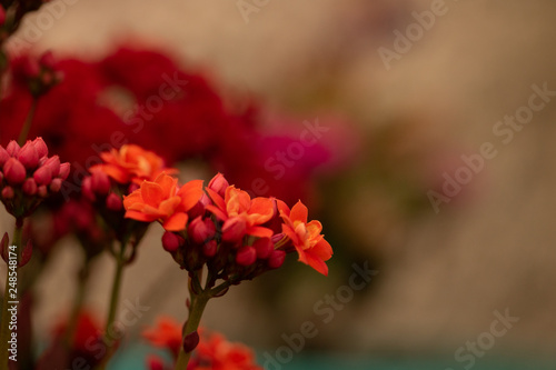 Spring background with Brazil red flowers perfect for spring 2019 concepts layouts. © Andre Nery