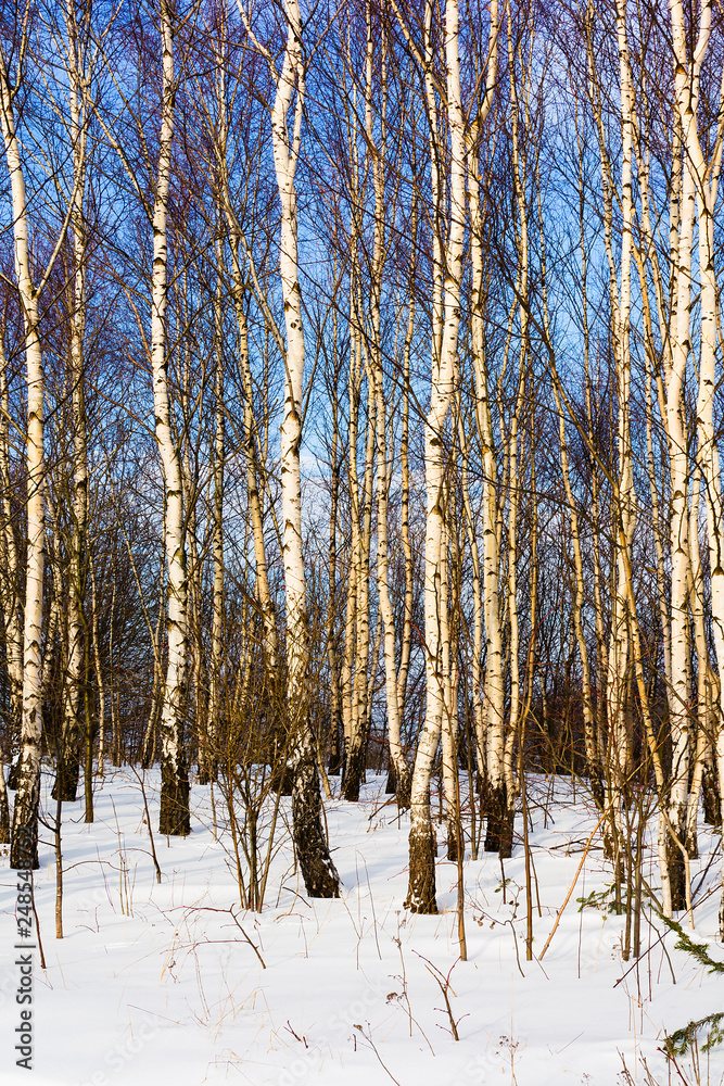 Winter landscape with trees and blue sky Winter landscape with trees and blue sky