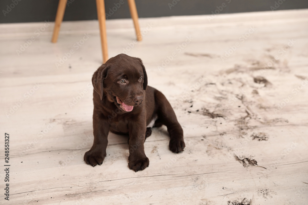 Chocolate Labrador Retriever puppy and dirty paw prints on floor indoors Chocolate Labrador Retriever puppy and dirty paw prints on floor indoors