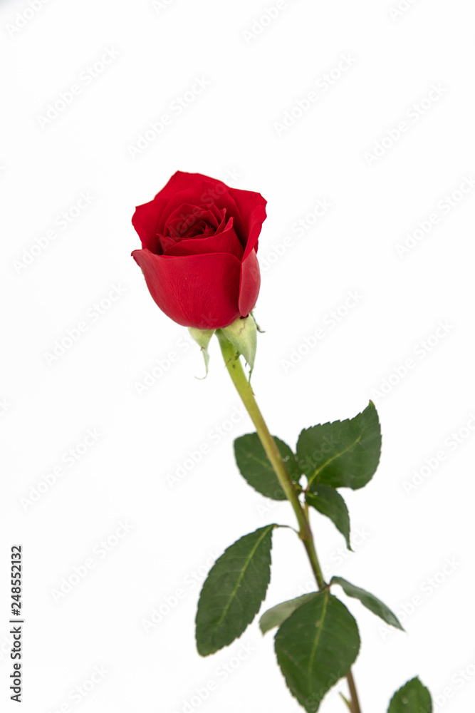 Red rose Red rose