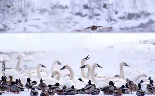 Swans are playing in open water of a lake at early spring time