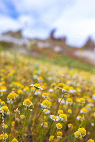 field of yellow daisy flowers