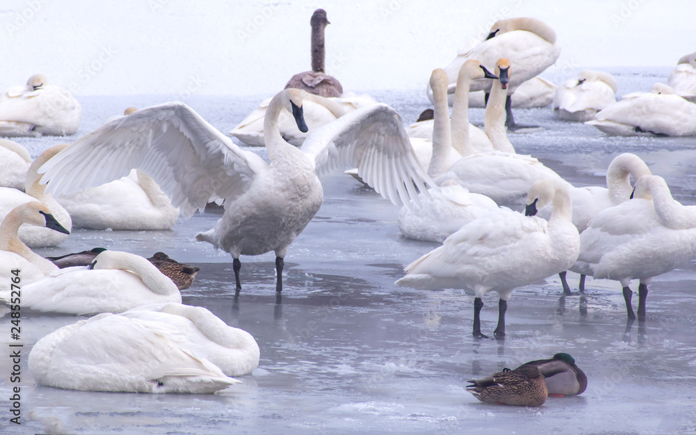 Swans are playing in open water of a lake at early spring time Swans are playing in open water of a lake at early spring time