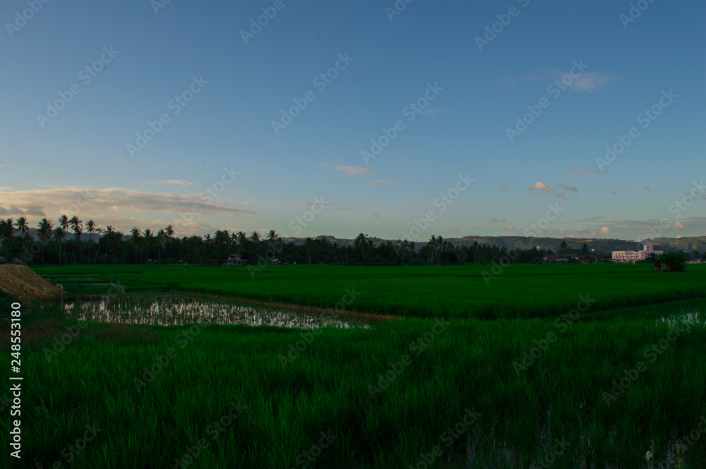 Beautiful ricefield