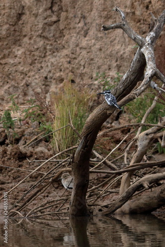 gambia birds