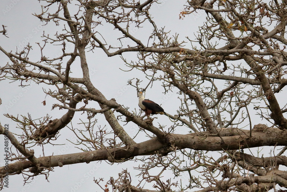 african sea eagle african sea eagle