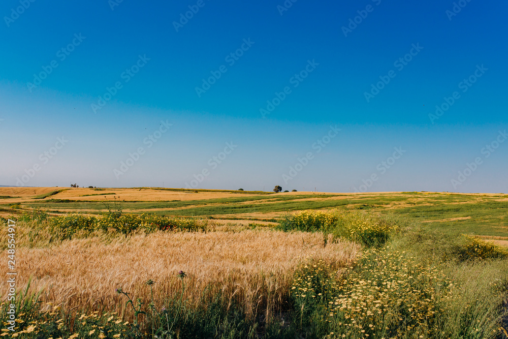 Spring yellow Daisy flowers and wheat fields in the meadow field. Flowers in meadow at nature. Beautiful landscape scene green field, grass trees and warm summer blue sky. Organic village farm Spring yellow Daisy flowers and wheat fields in the meadow field. Flowers in meadow at nature. Beautiful landscape scene green field, grass trees and warm summer blue sky. Organic village farm