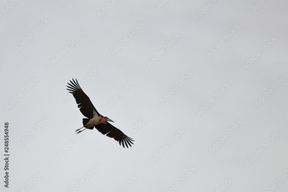 Obraz premium marabou stork