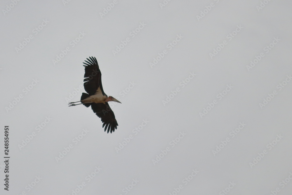 Fototapeta premium marabou stork