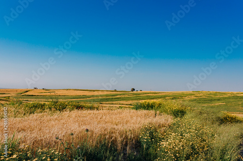 Spring yellow Daisy flowers and wheat fields in the meadow field. Flowers in meadow at nature. Beautiful landscape scene green field, grass trees and warm summer blue sky. Organic village farm