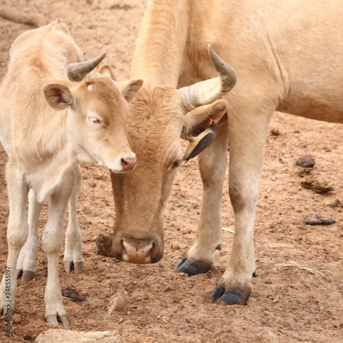 gambia