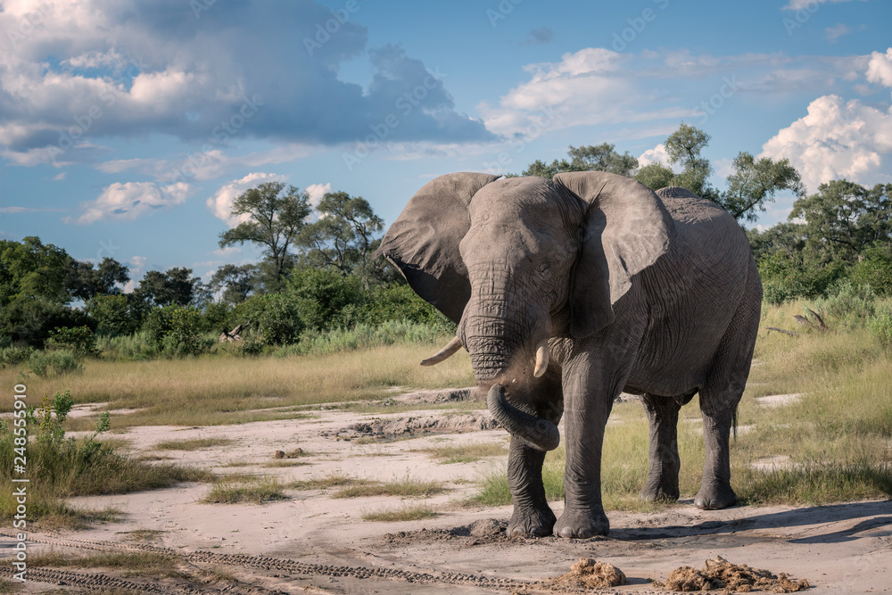 Obraz premium Large elephant in a clearing using its trunk to cover its body with dirt to protect it from the sun. This is called dusting. Okavango Delta, Botswana