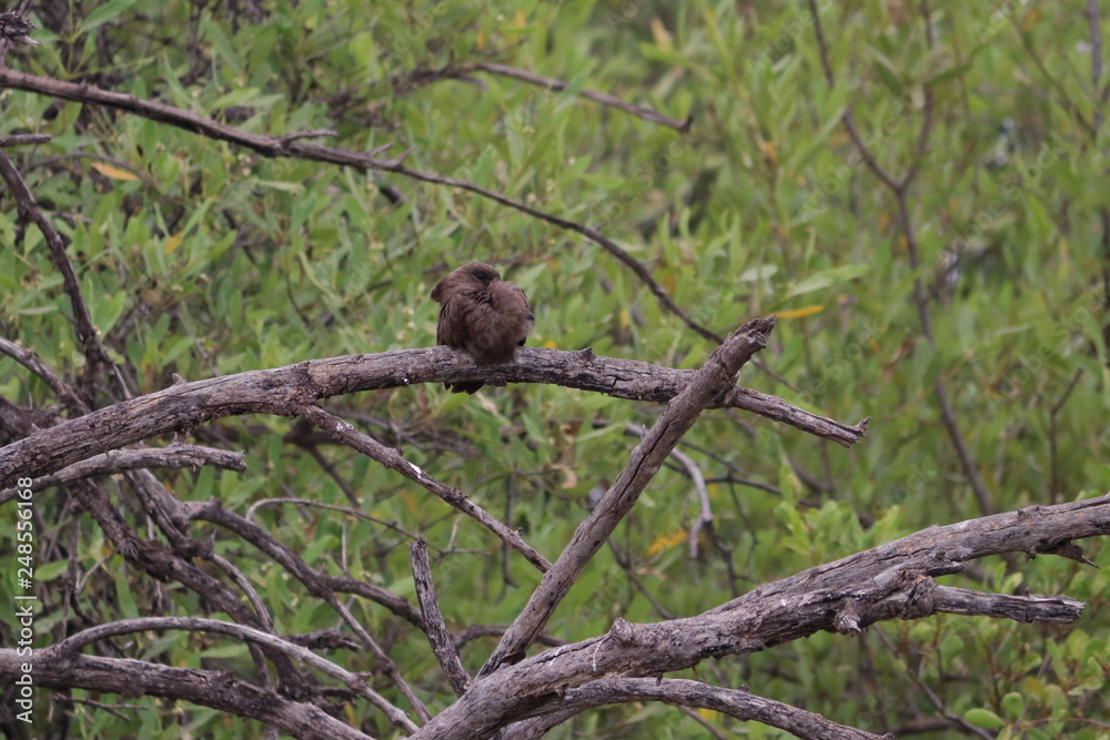 Obraz premium gambia birding