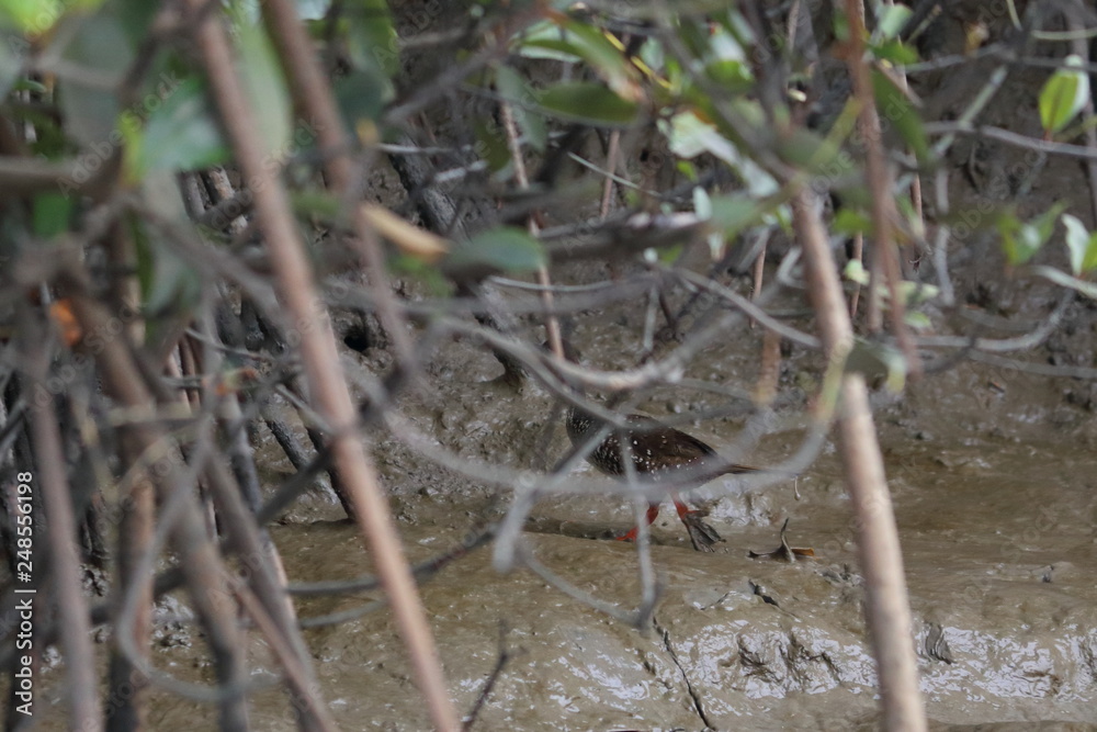 Obraz premium gambia birding