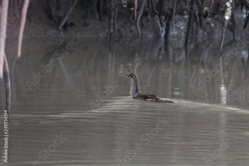 gambia birding photo