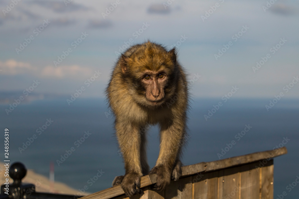 Naklejka premium Poser monkey