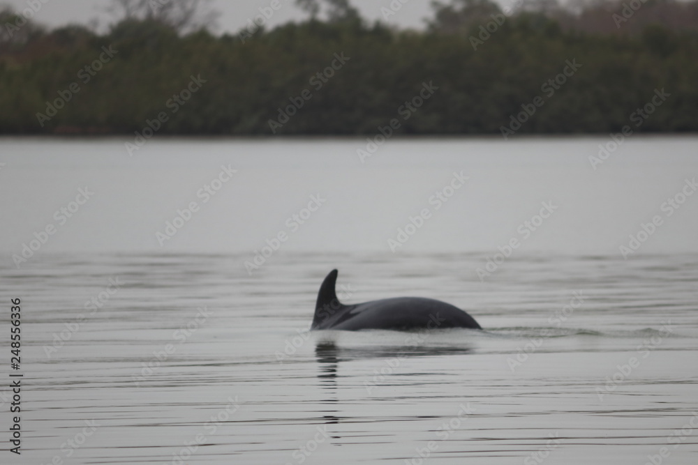 Fototapeta premium bottlenose dolphin