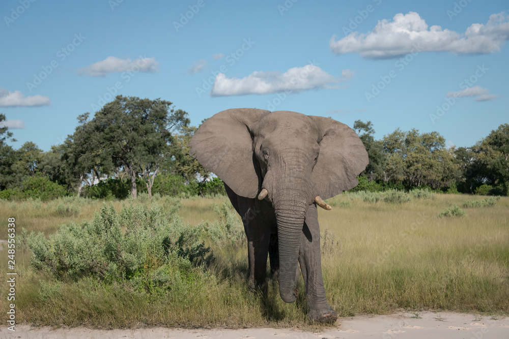 Fototapeta premium Large African Elephant walking through a clearing, feeding on low bushes, Okavango Delta, Botswana