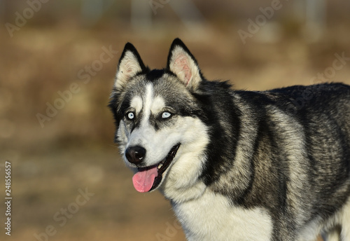 husky siberiano