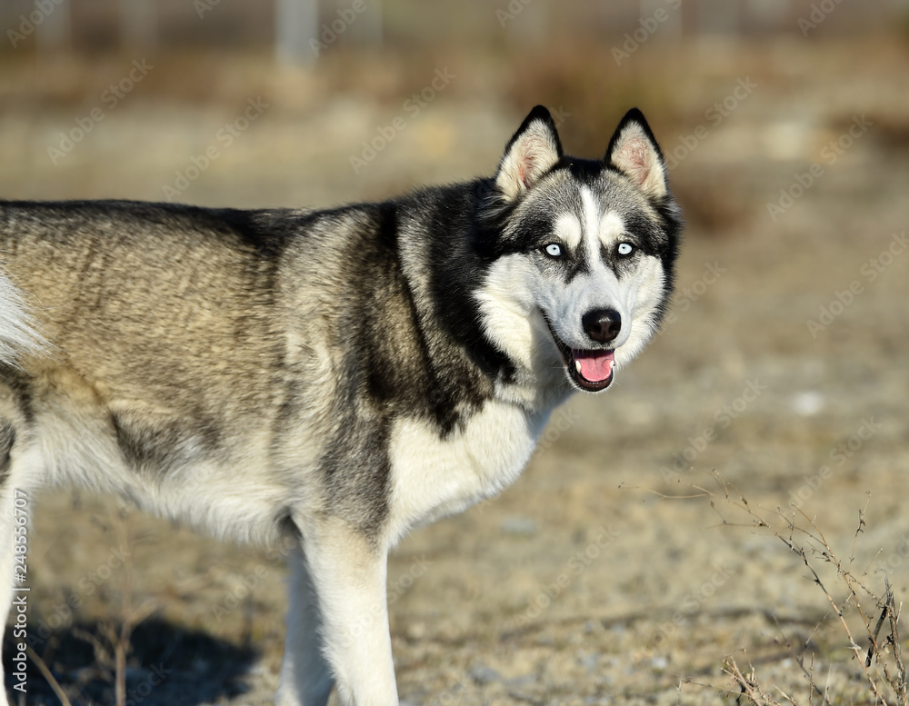 husky siberiano husky siberiano